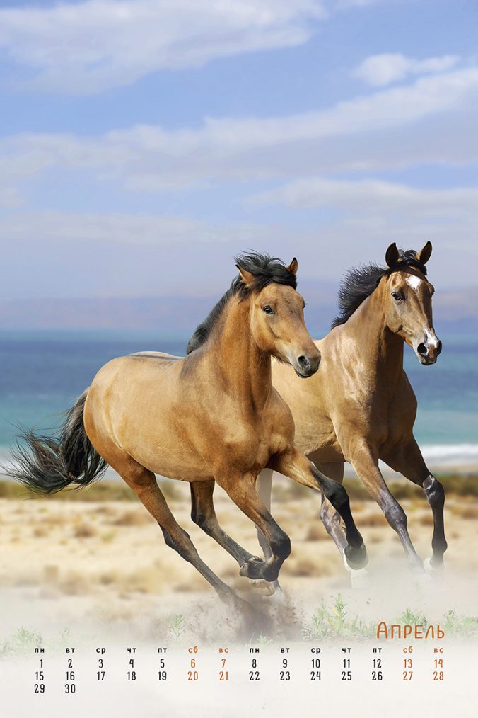 horses dreaming (Сны о лошадях) 2023