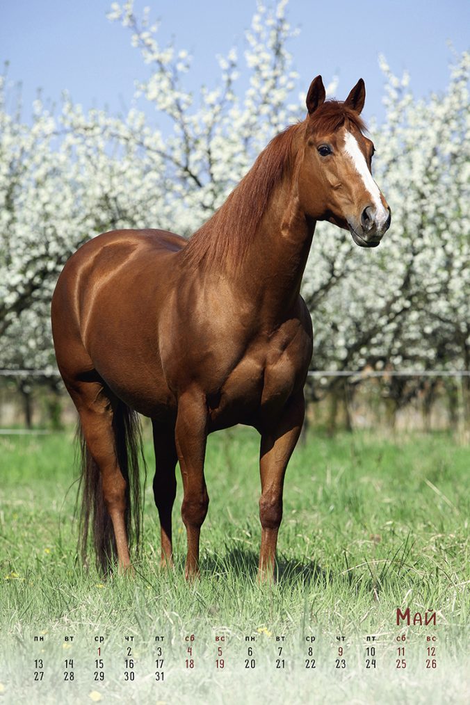 horses dreaming (Сны о лошадях) 2023