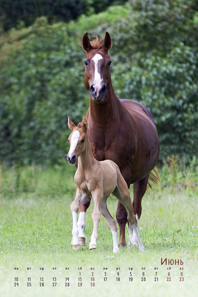 horses dreaming (Сны о лошадях) 2023