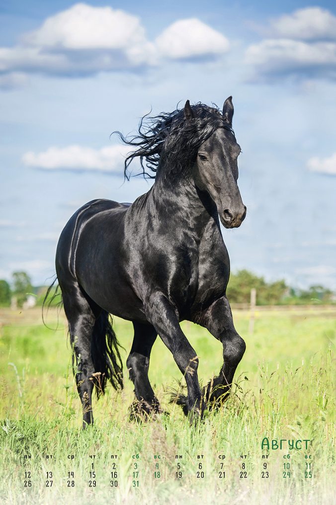 horses dreaming (Сны о лошадях) 2023