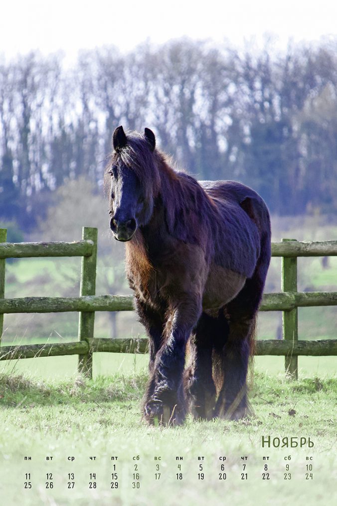 horses dreaming (Сны о лошадях) 2023