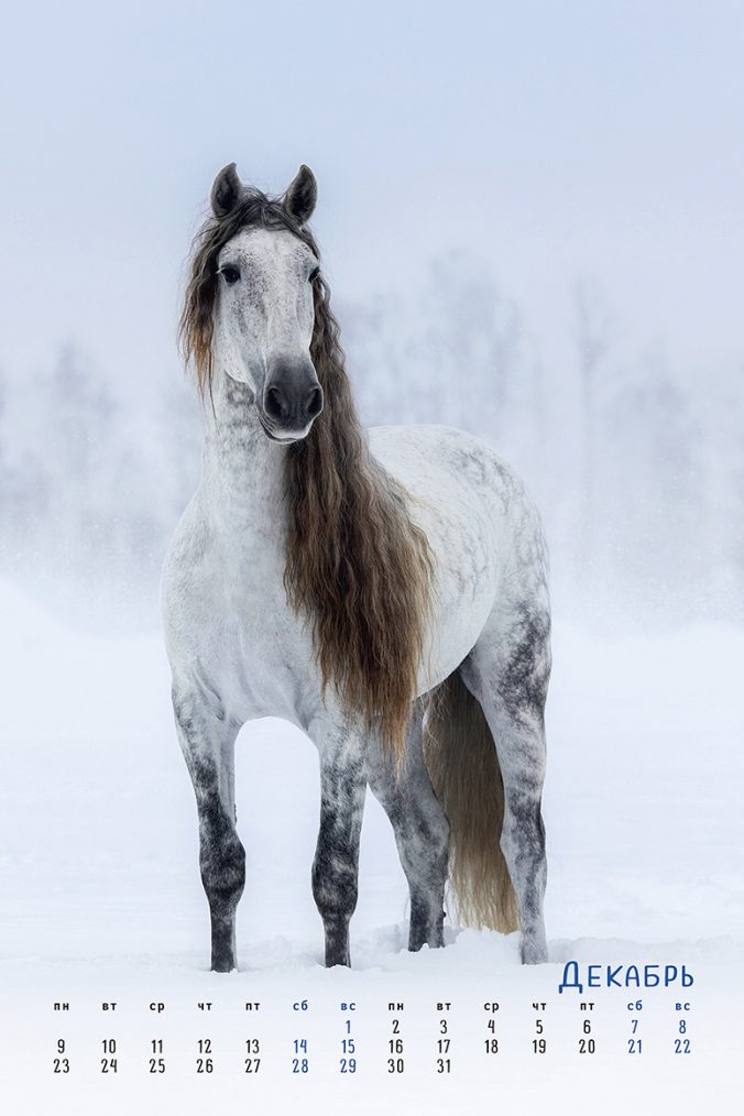 horses dreaming (Сны о лошадях) 2023