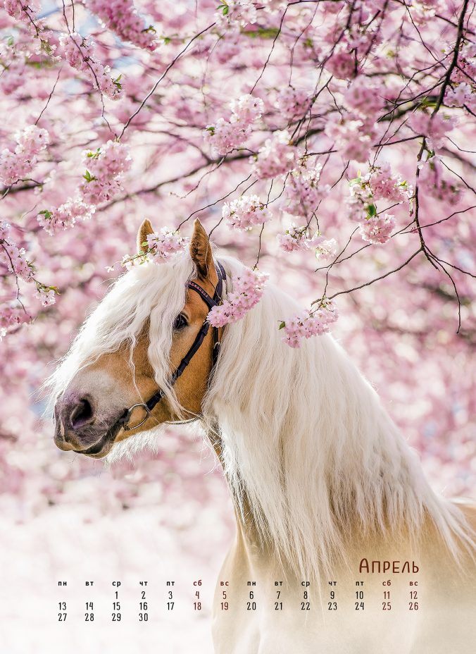 horses dreaming (Сны о лошадях) 2025