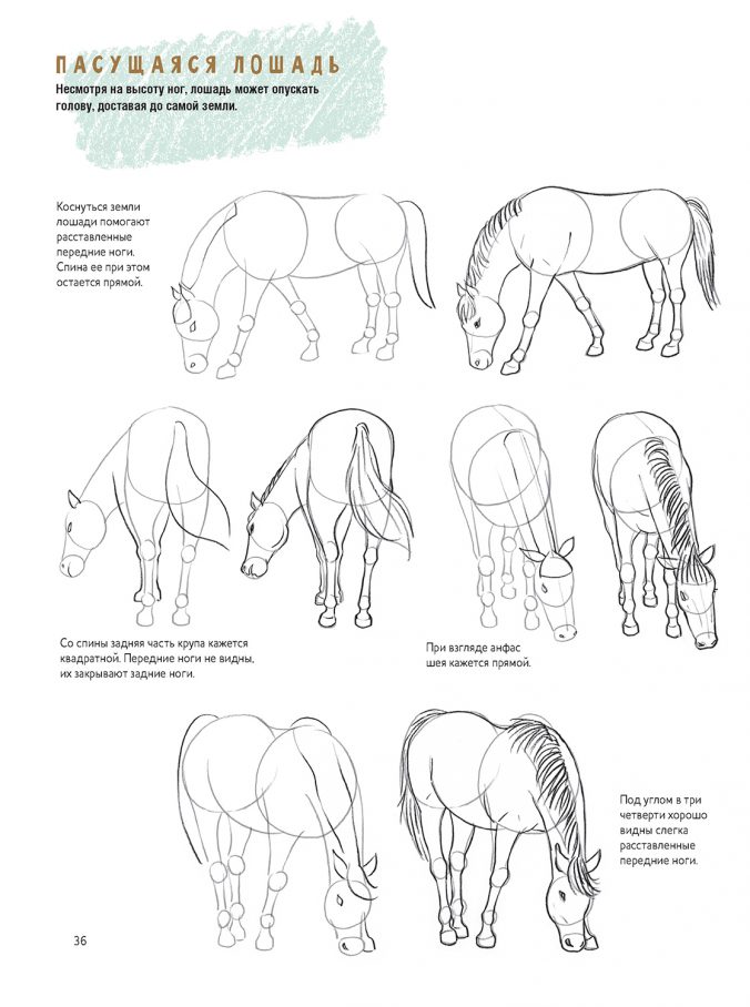 Создаем наброски лошадей шаг за шагом. Скетчбук начинающего художника