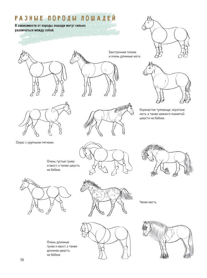 Создаем наброски лошадей шаг за шагом. Скетчбук начинающего художника