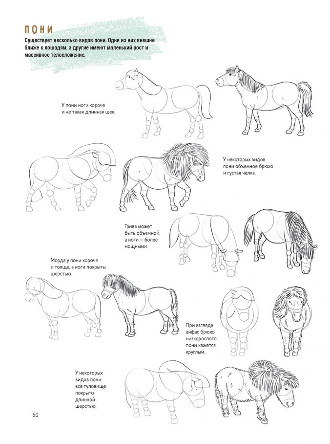 Создаем наброски лошадей шаг за шагом. Скетчбук начинающего художника
