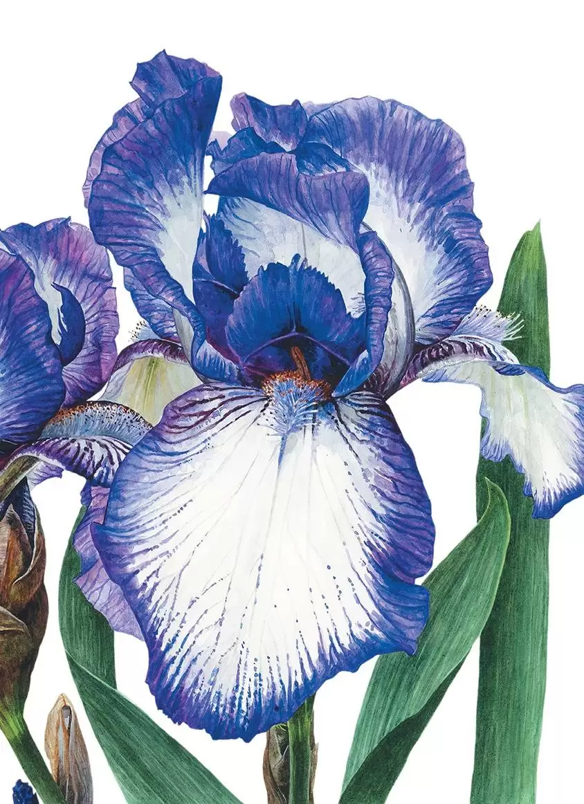 Основы ботанической живописи акварелью. Практические рекомендации и пошаговые описания — изображение 4