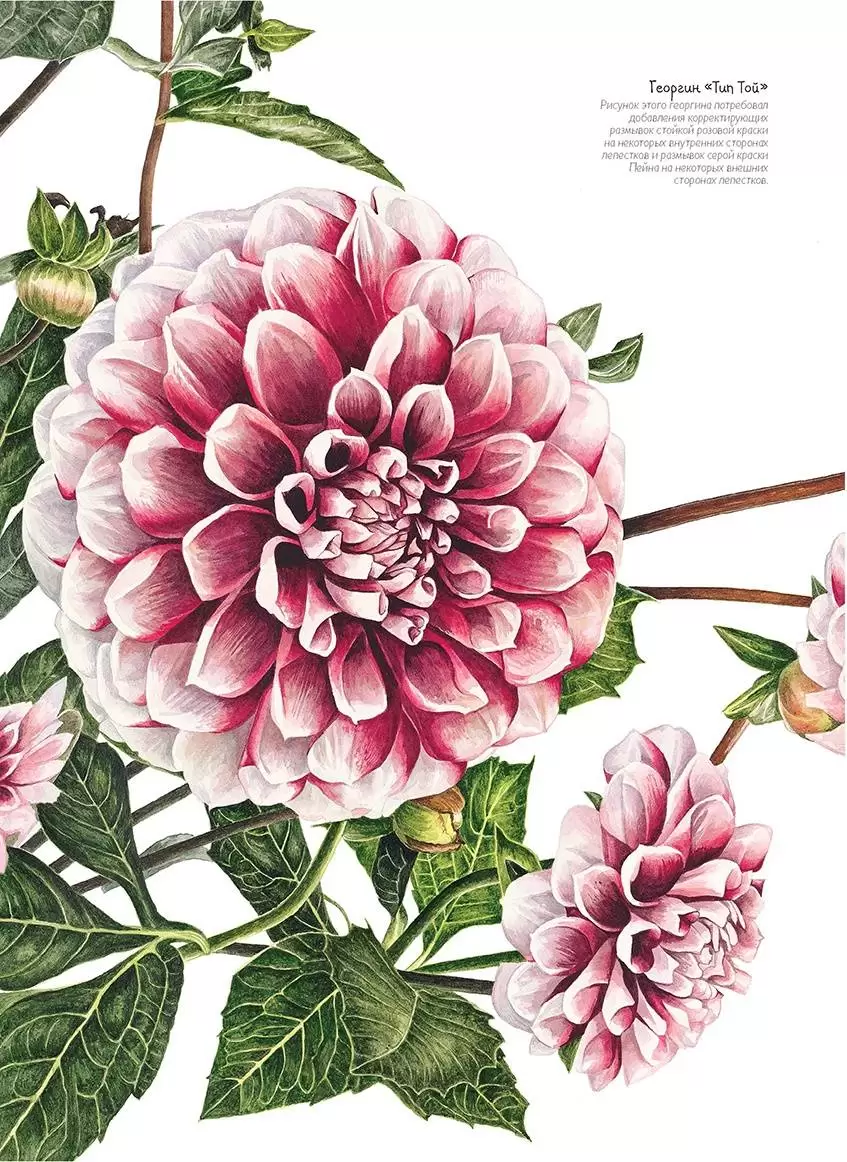 Основы ботанической живописи акварелью. Практические рекомендации и пошаговые описания — изображение 5